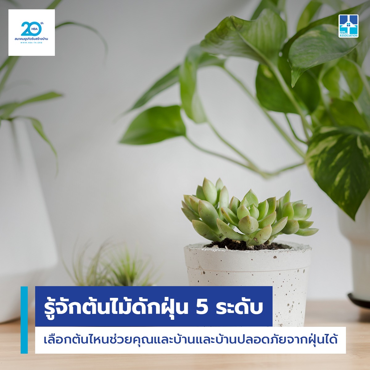 รู้จักต้นไม้ดักฝุ่น 5 ระดับ